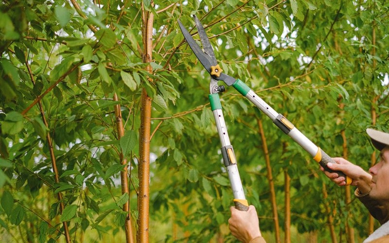 Tree trimming in Floyd, IA